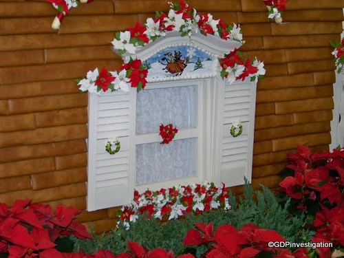 close up GF timon puumba