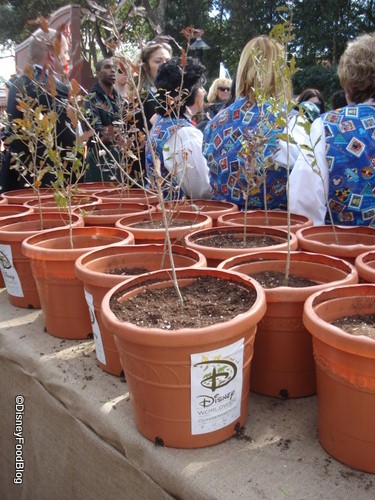 Tree-Planting Volunteer Project