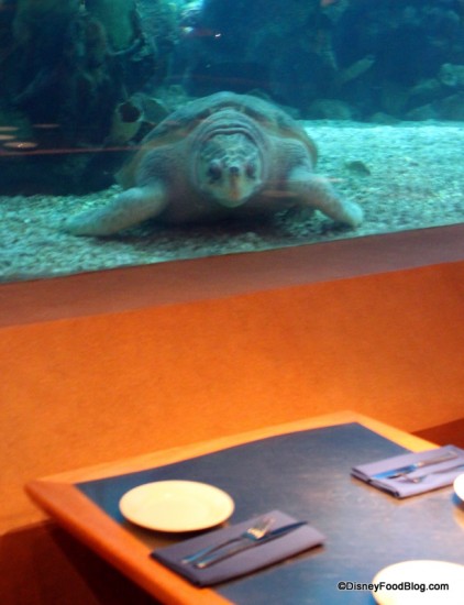 Coral Reef tortoise 2