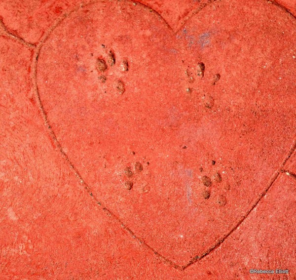 Lady & the Tramp’s Paw Prints in the Cement Outside of the Restaurant