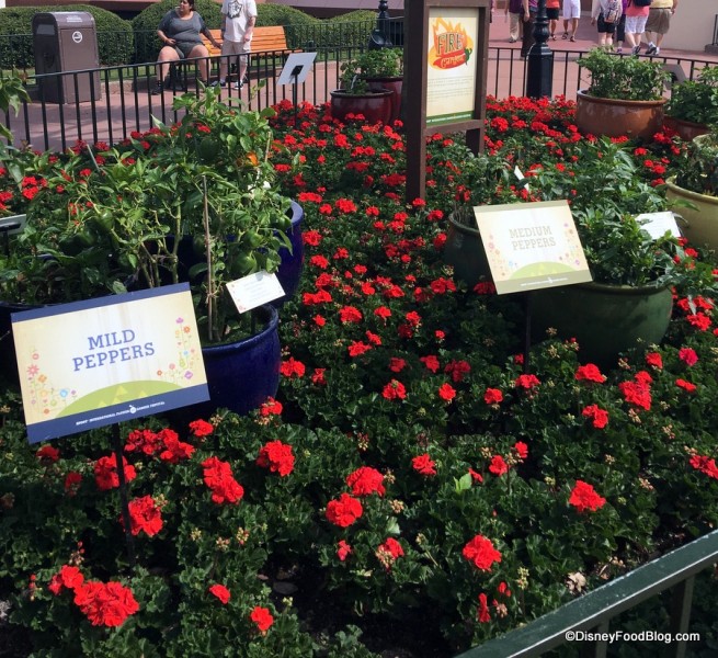 Fire Garden -- Peppers