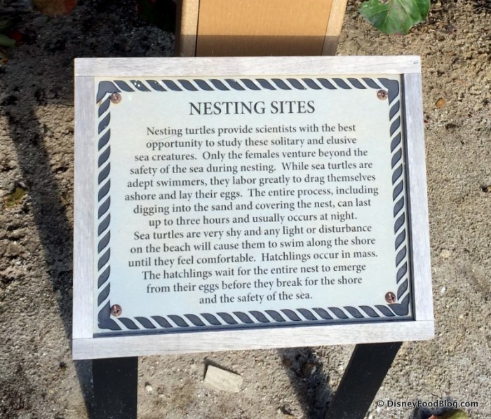 Sea Turtle Nesting Information