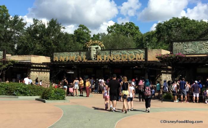 Welcome to Animal Kingdom!