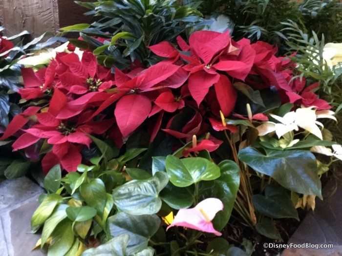 Poinsettias at the Polynesian