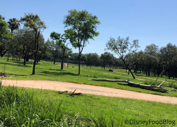 Peaceful on the savanna!