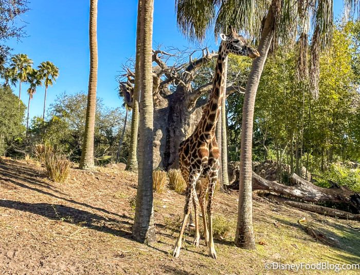 giraffes between the trees