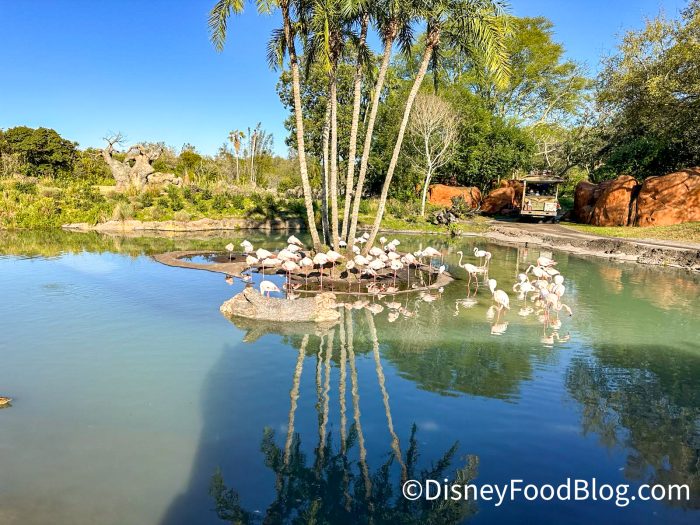 flamginos on island surrounded by water